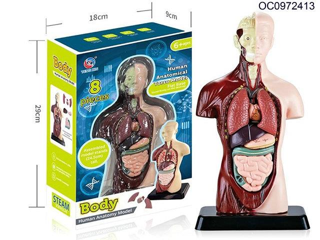Human anatomical torso model