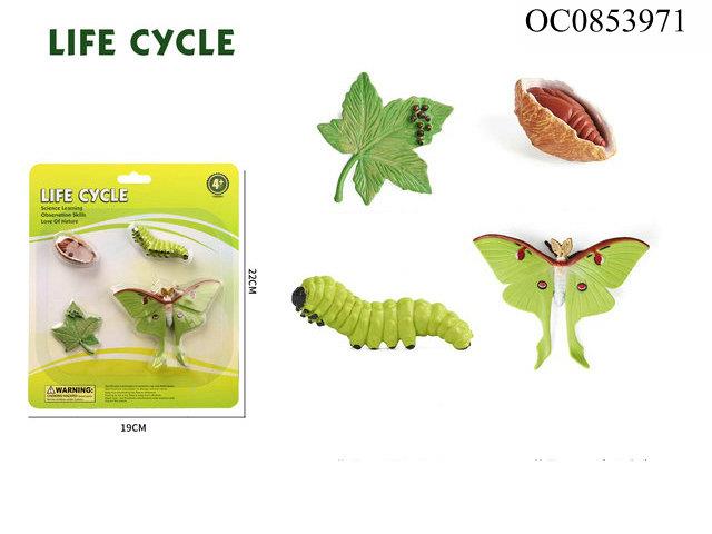 Luna moth growth cycle-4pcs