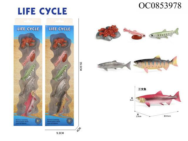 Salmon growth cycle -5pcs