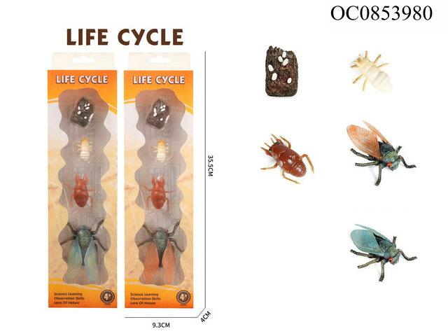 Cicada growth cycle -4pcs