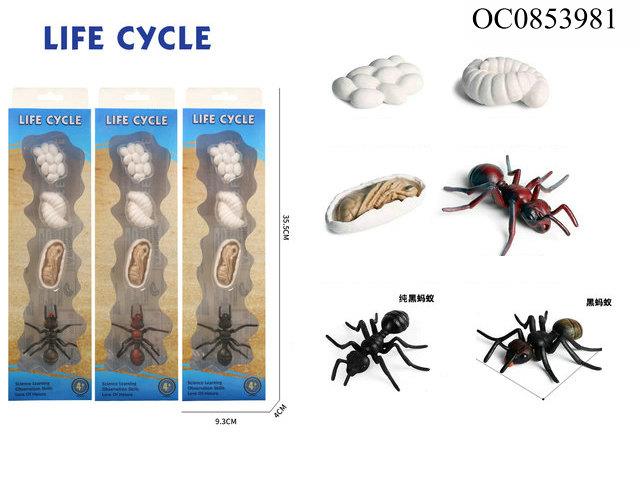 Ant growth cycle -4pcs